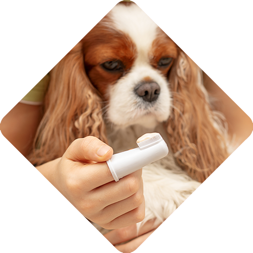 Country Hills Veterinary Clinic Brushing teeth