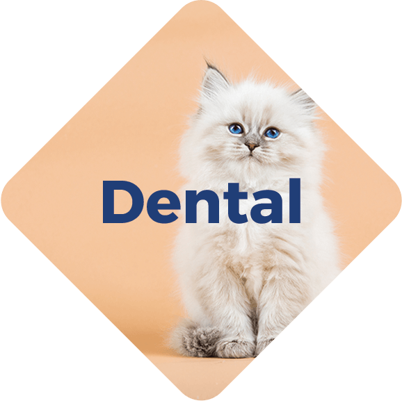 Country Hills Veterinary Clinic Dental cat