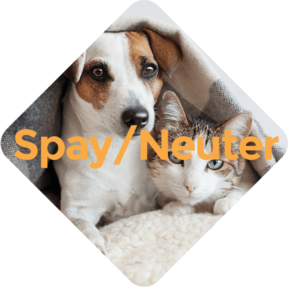 Country Hills Veterinary Clinic Dog Cat Spay Neuter