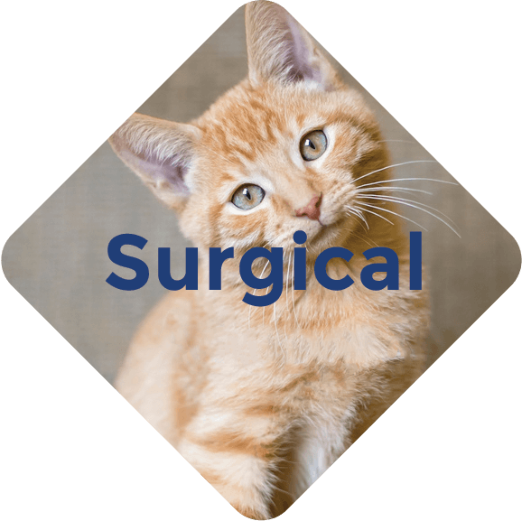 Country Hills Veterinary Clinic cat Surgical
